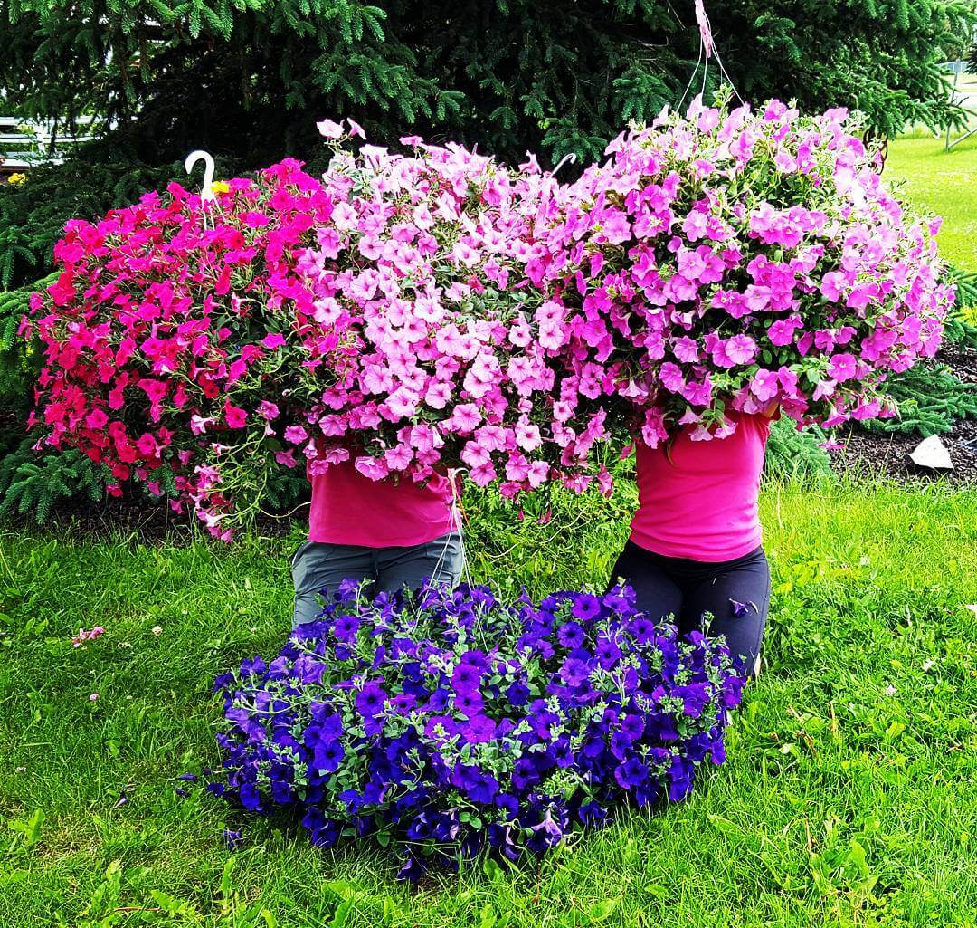 30 Great Garden Ideas With Our Favorite Petunia - 273