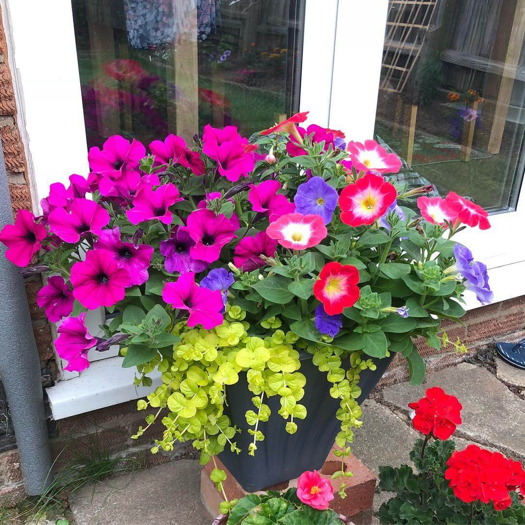 30 Great Garden Ideas With Our Favorite Petunia - 259