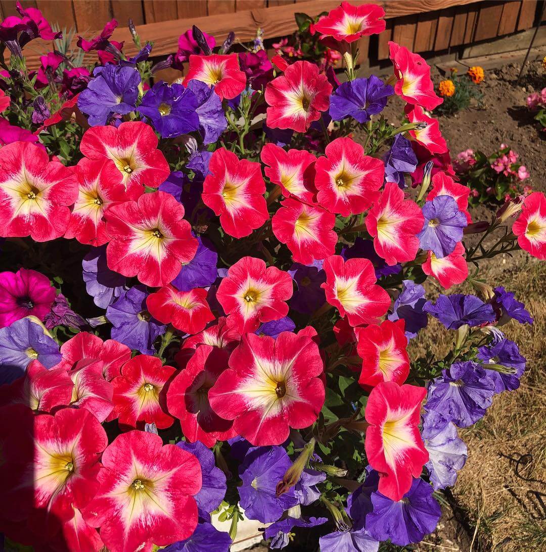 30 Great Garden Ideas With Our Favorite Petunia - 231