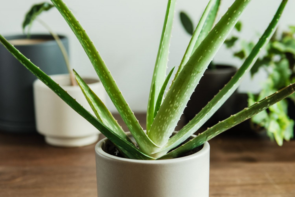 10 Houseplants That Oxygenate And Purify Your Home - 69