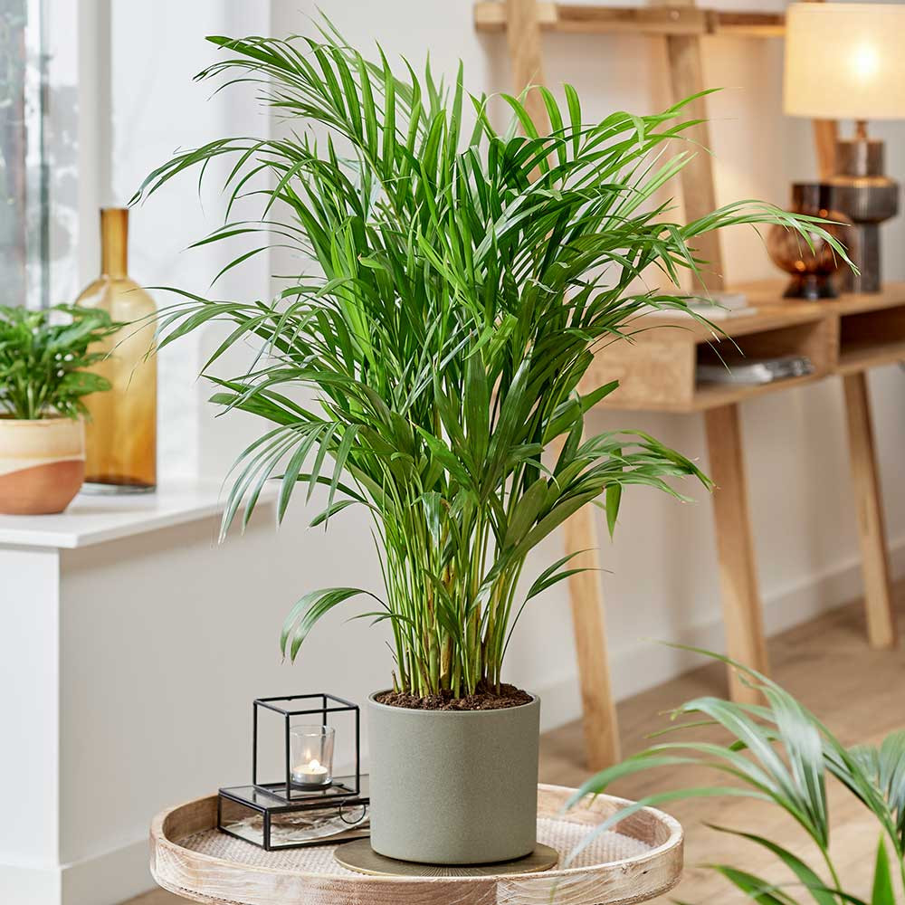10 Houseplants That Oxygenate And Purify Your Home - 73