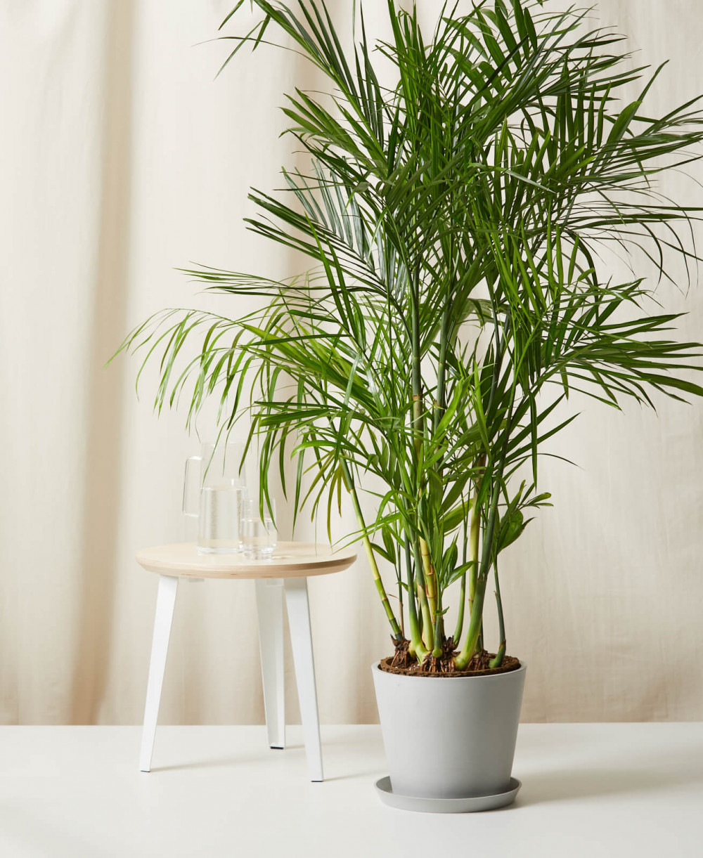 10 Houseplants That Oxygenate And Purify Your Home - 77