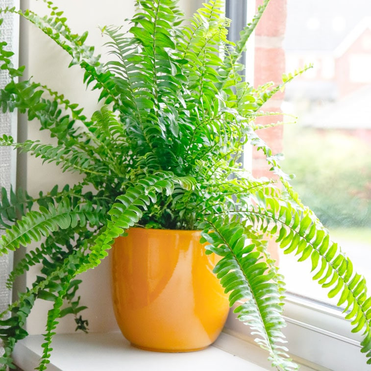 10 Houseplants That Oxygenate And Purify Your Home - 75