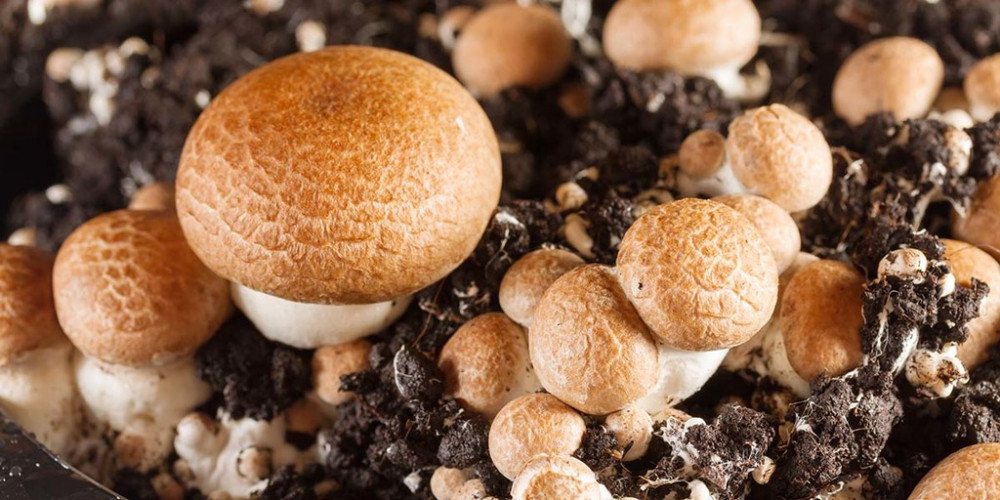 12 Delectable Edible Mushrooms For Your Indoor Garden - 85