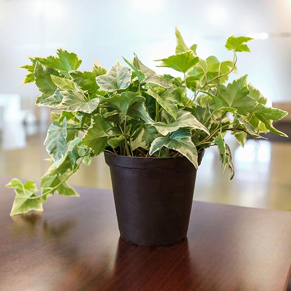 10 Houseplants That Oxygenate And Purify Your Home - 81