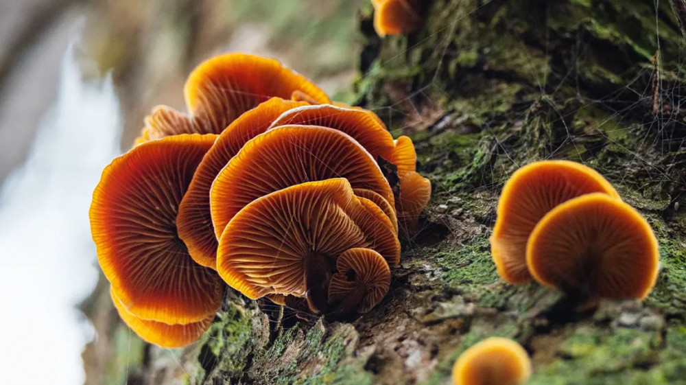 12 Delectable Edible Mushrooms For Your Indoor Garden - 87