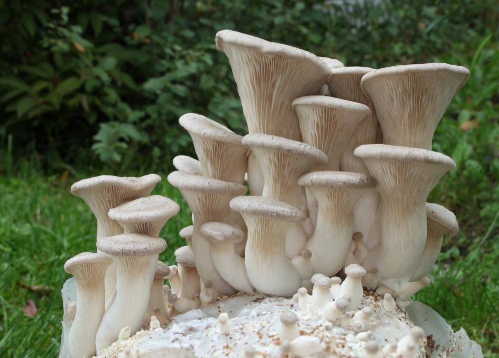 12 Delectable Edible Mushrooms For Your Indoor Garden - 95