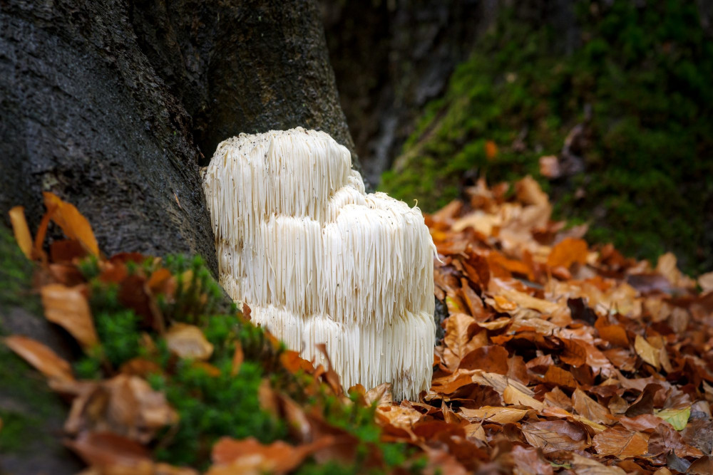 12 Delectable Edible Mushrooms For Your Indoor Garden - 89