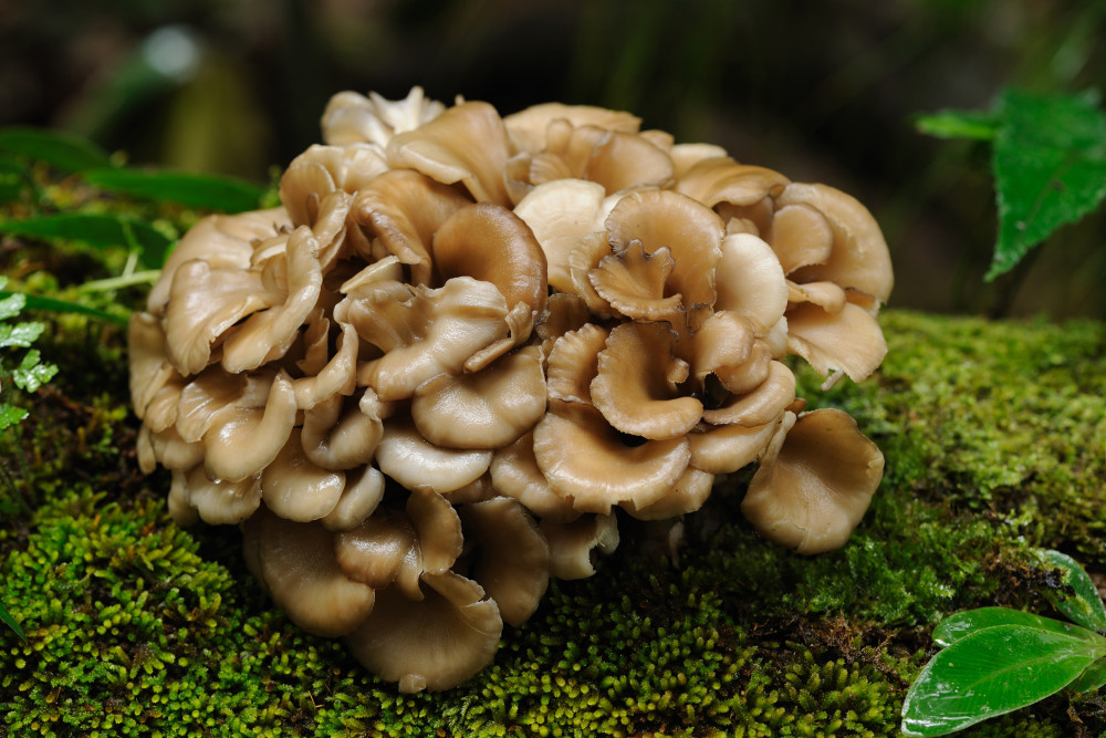 12 Delectable Edible Mushrooms For Your Indoor Garden - 91