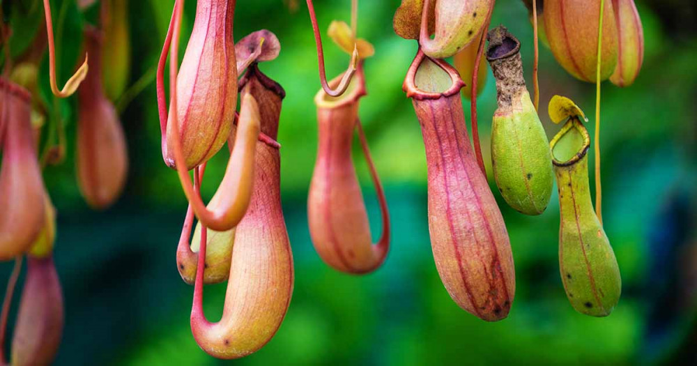 10 Peculiar Plants With Unusual Foliage - 69