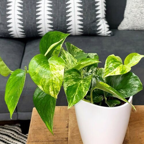 10 Houseplants That Oxygenate And Purify Your Home - 83