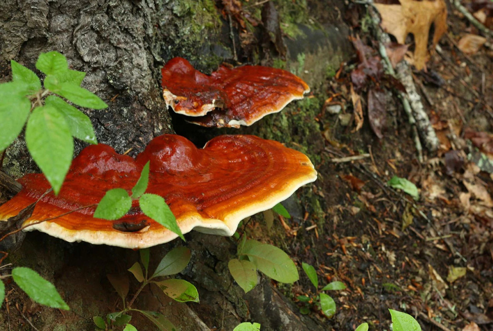 12 Delectable Edible Mushrooms For Your Indoor Garden - 99