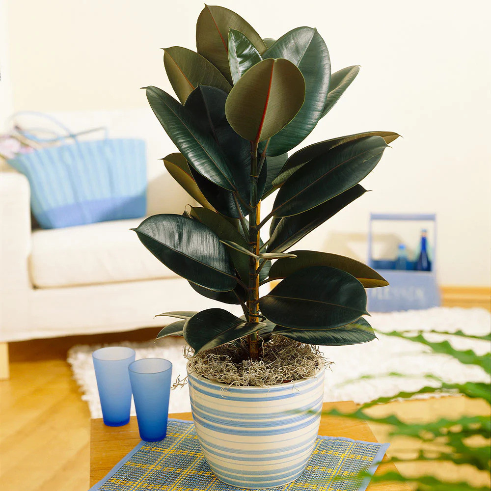 10 Houseplants That Oxygenate And Purify Your Home - 79
