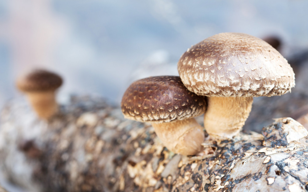 12 Delectable Edible Mushrooms For Your Indoor Garden - 81