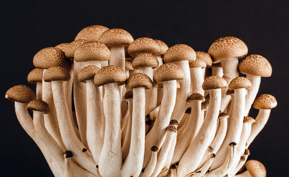 12 Delectable Edible Mushrooms For Your Indoor Garden - 97