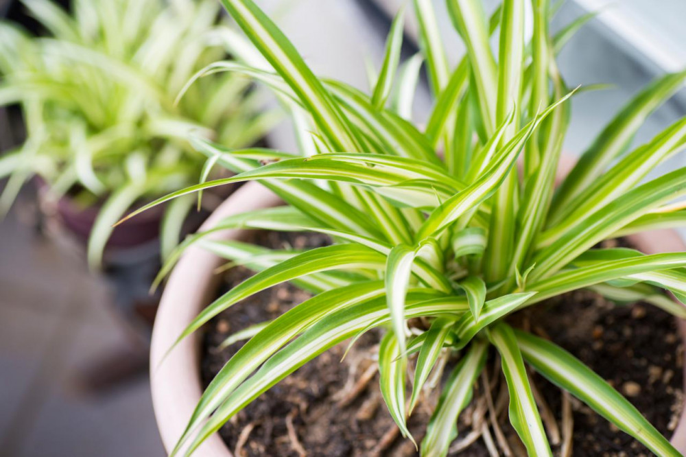 10 Houseplants That Oxygenate And Purify Your Home - 67