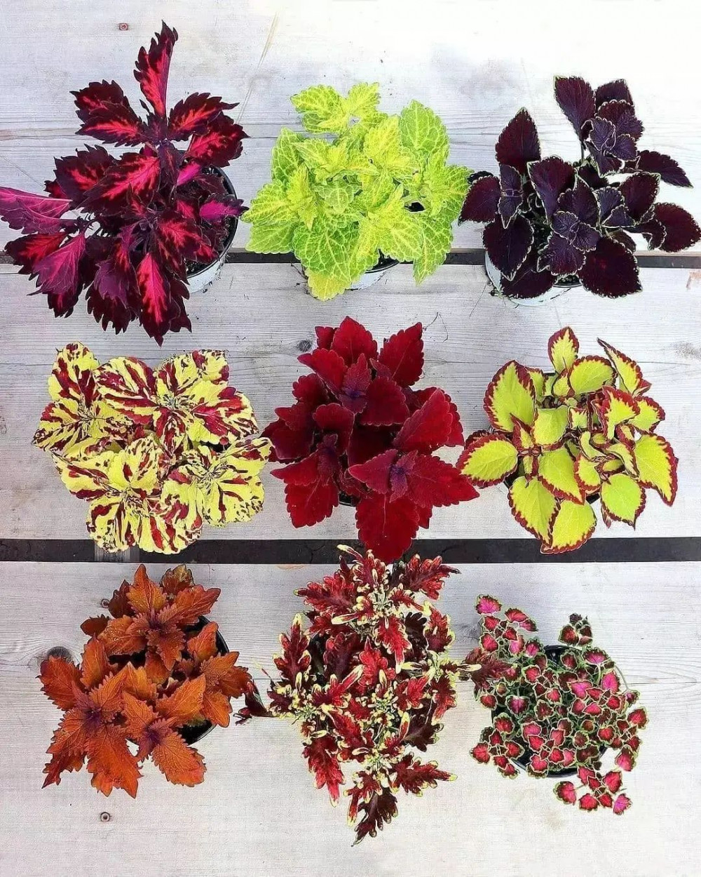 A Comprehensive Guide To Growing Colorful Coleus At Home - 71