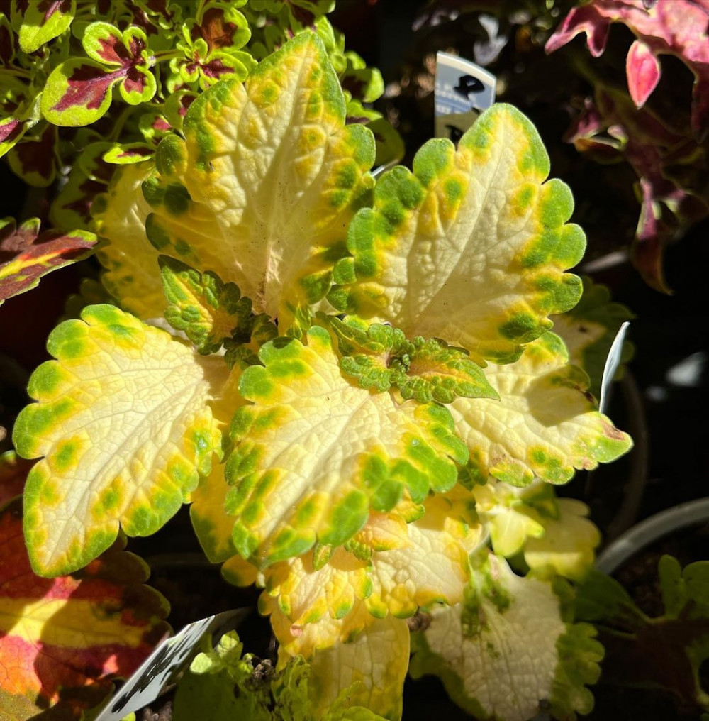 A Comprehensive Guide To Growing Colorful Coleus At Home - 81