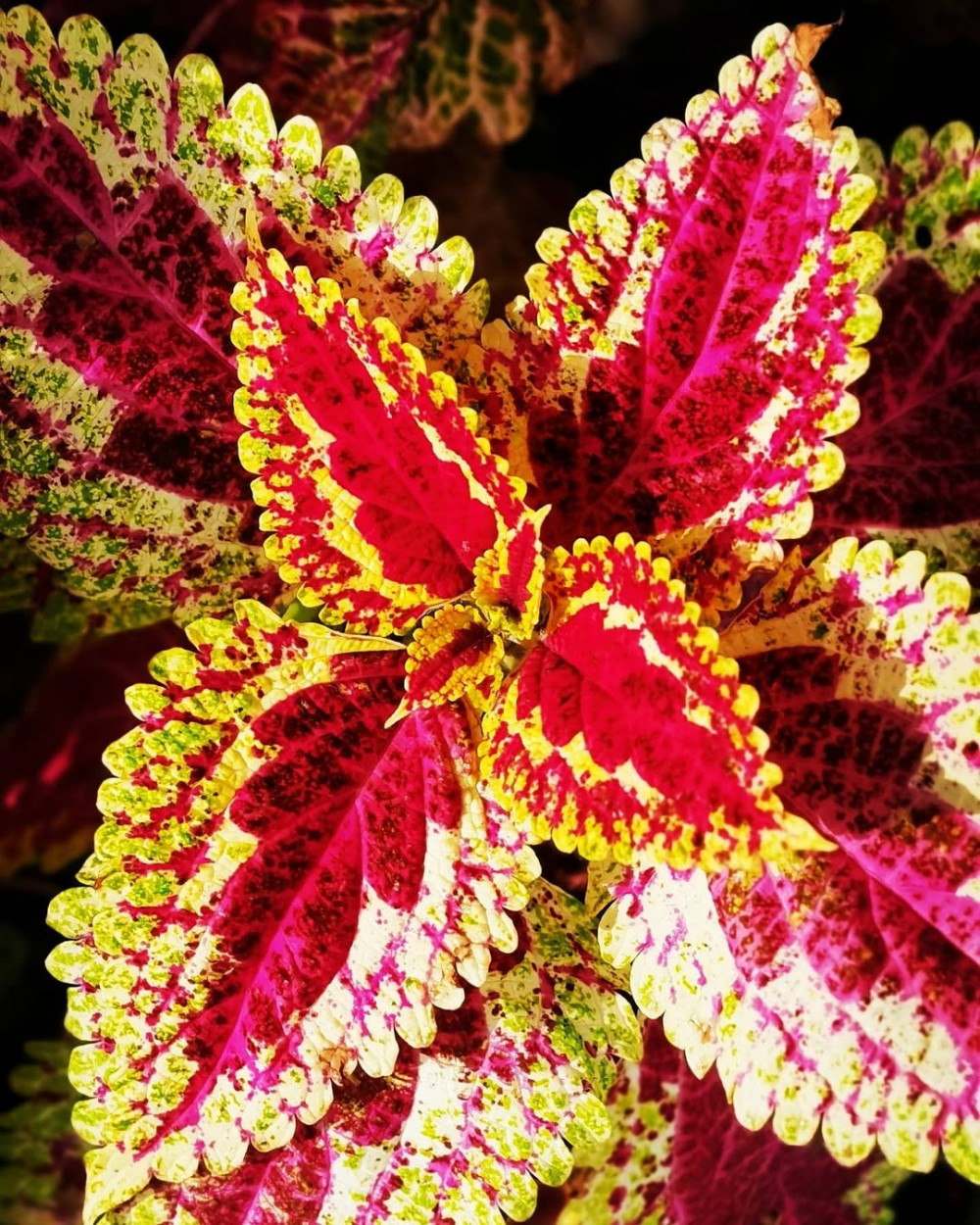 A Comprehensive Guide To Growing Colorful Coleus At Home - 73