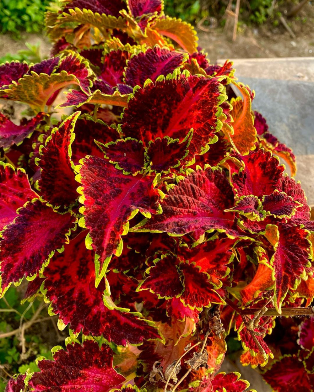 A Comprehensive Guide To Growing Colorful Coleus At Home - 87