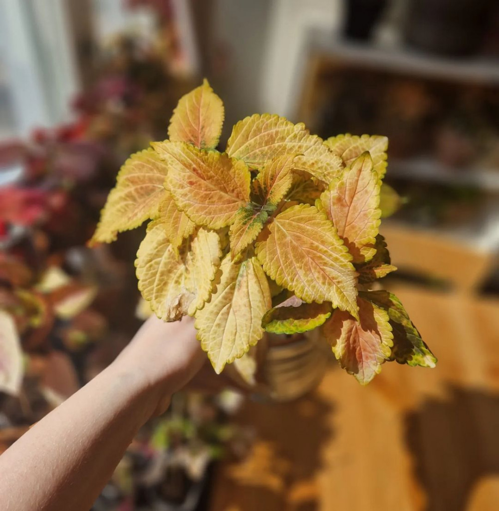 A Comprehensive Guide To Growing Colorful Coleus At Home - 91