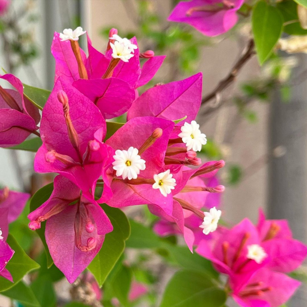 The Ultimate Guide To Growing Bougainvillea