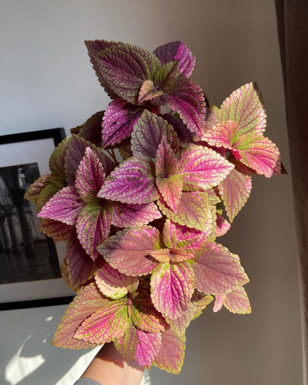 A Comprehensive Guide To Growing Colorful Coleus At Home - 79