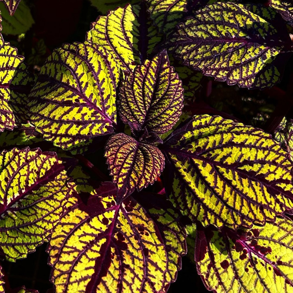 A Comprehensive Guide To Growing Colorful Coleus At Home - 83