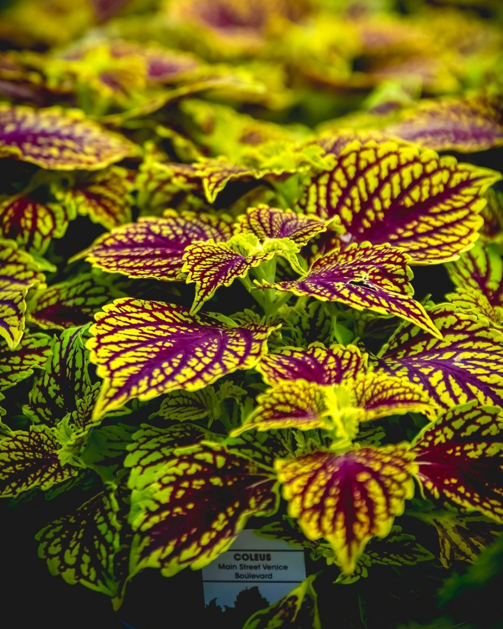 A Comprehensive Guide To Growing Colorful Coleus At Home - 75