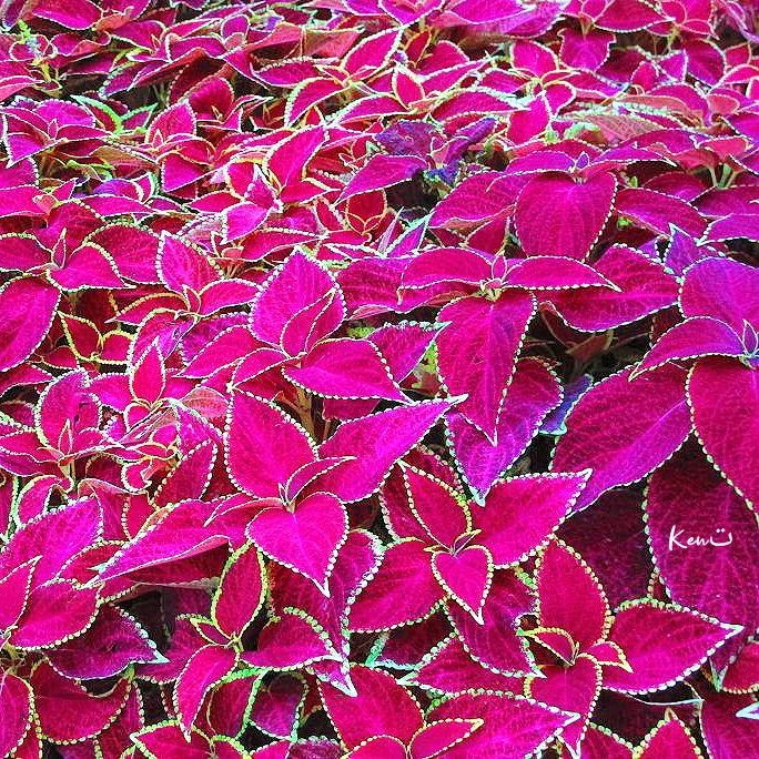 A Comprehensive Guide To Growing Colorful Coleus At Home - 89