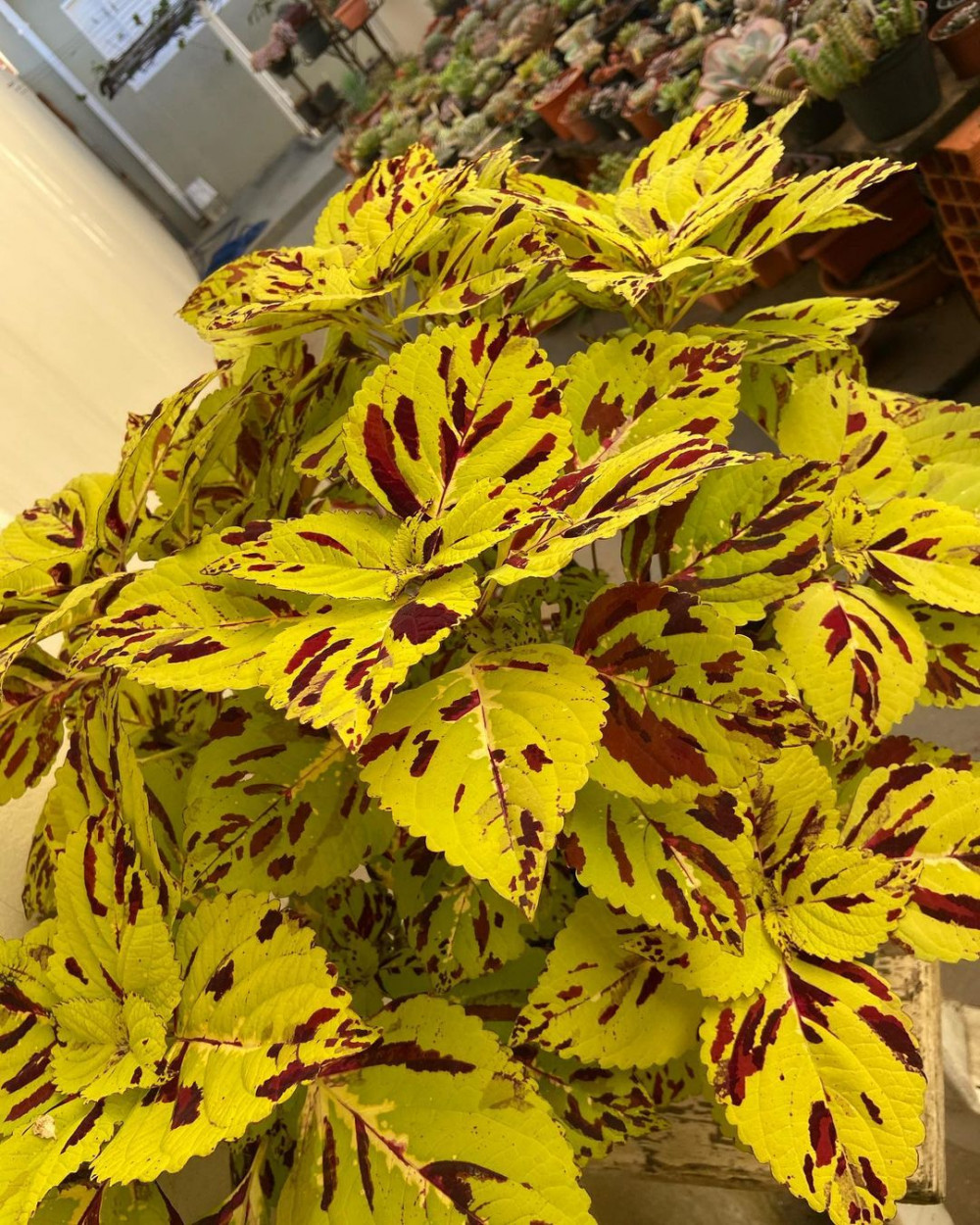 A Comprehensive Guide To Growing Colorful Coleus At Home - 77