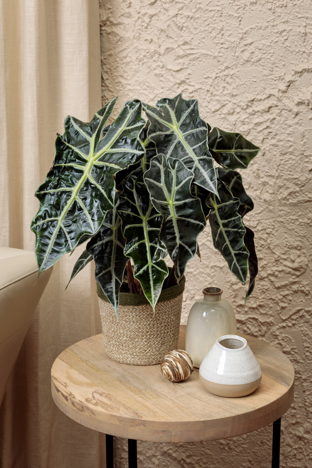 23 Big Houseplants To Make A Bold Statement In Your Living Room - 175