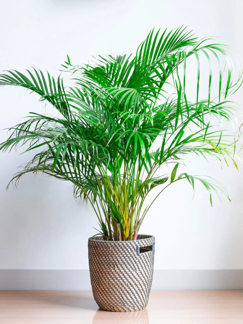 23 Big Houseplants To Make A Bold Statement In Your Living Room - 163