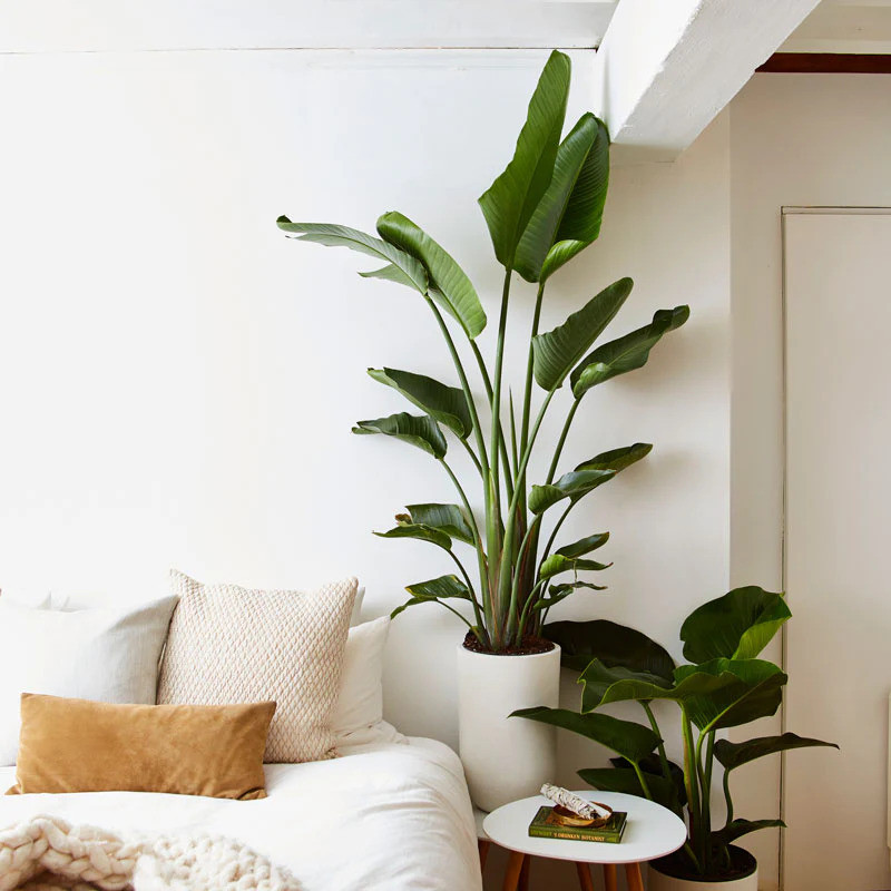 23 Big Houseplants To Make A Bold Statement In Your Living Room - 147