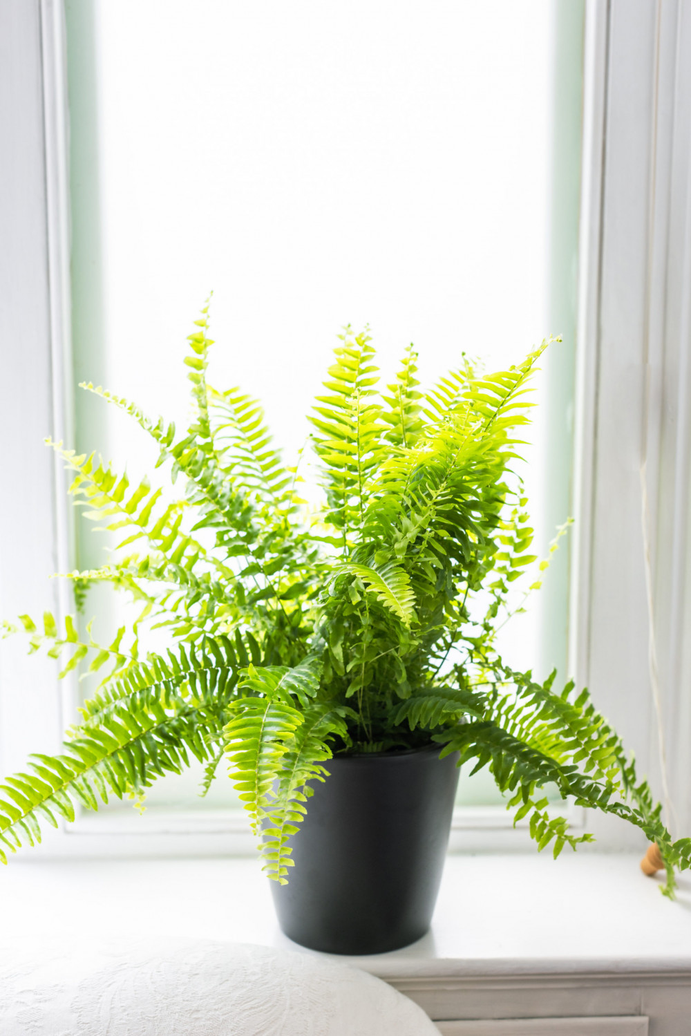 23 Big Houseplants To Make A Bold Statement In Your Living Room - 177
