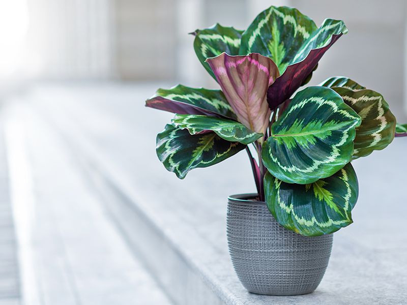 15 Stylish Houseplants To Elevate A Girl's Room - 105