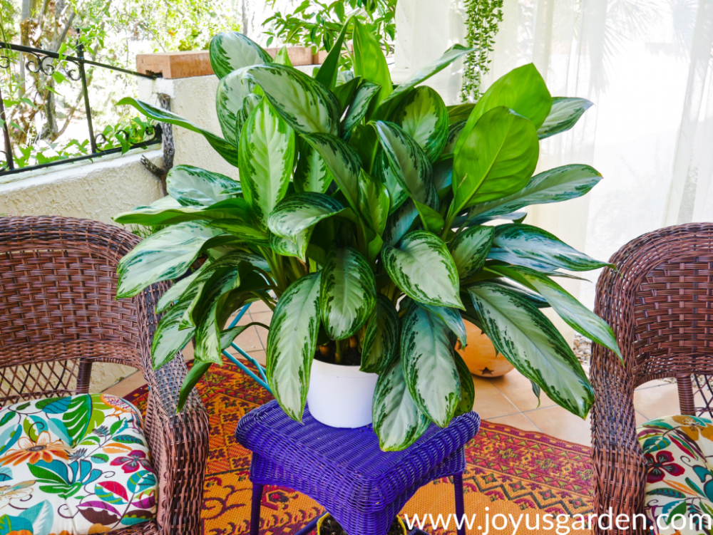 23 Big Houseplants To Make A Bold Statement In Your Living Room - 169