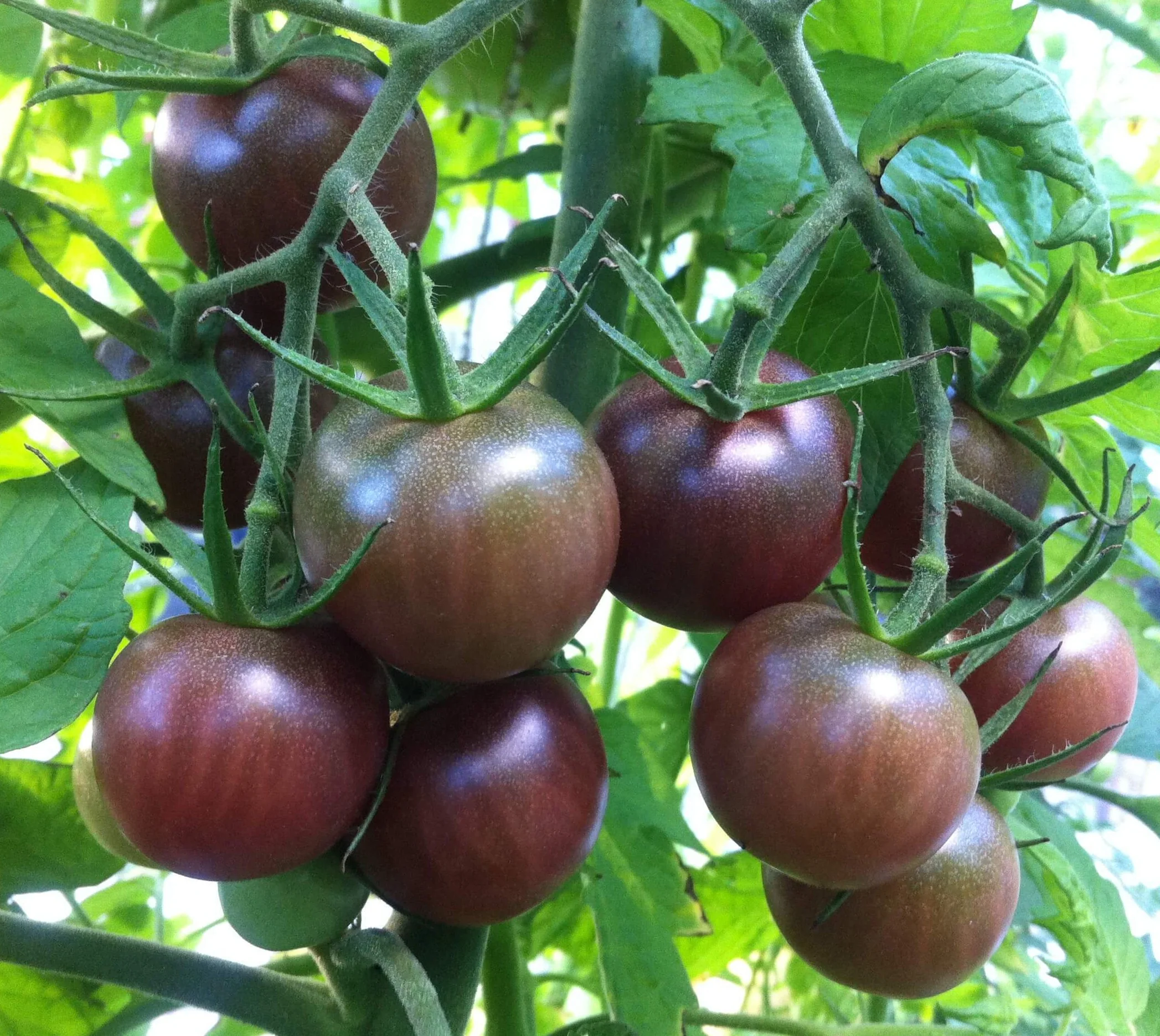Die 16 besten Kirschtomatensorten zum Naschen und Frischverzehren – 114 Die 16 besten Kirschtomatensorten zum Naschen und Frischverzehren – 113