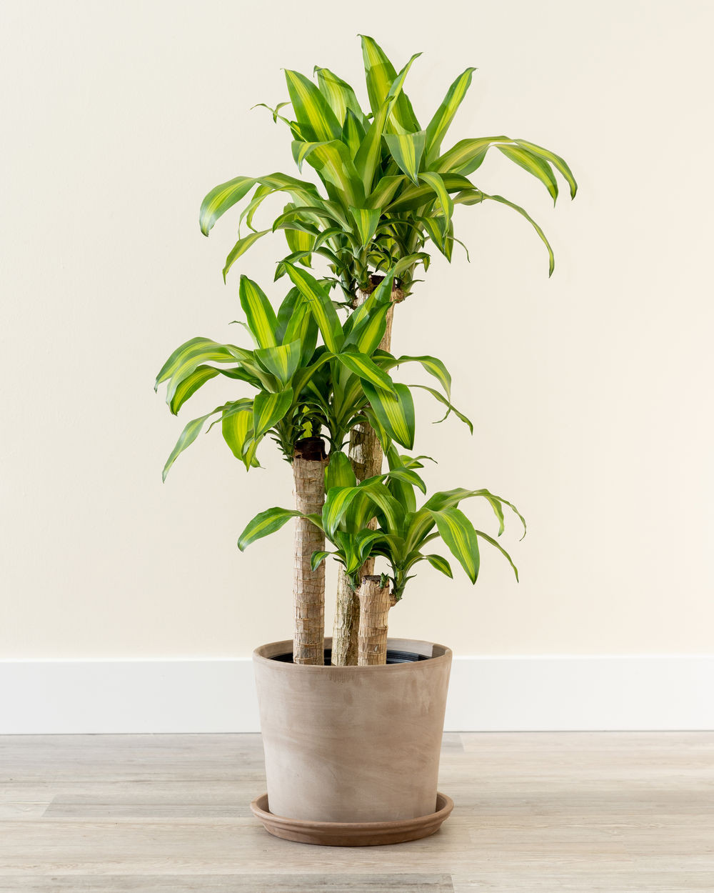 23 Big Houseplants To Make A Bold Statement In Your Living Room - 159
