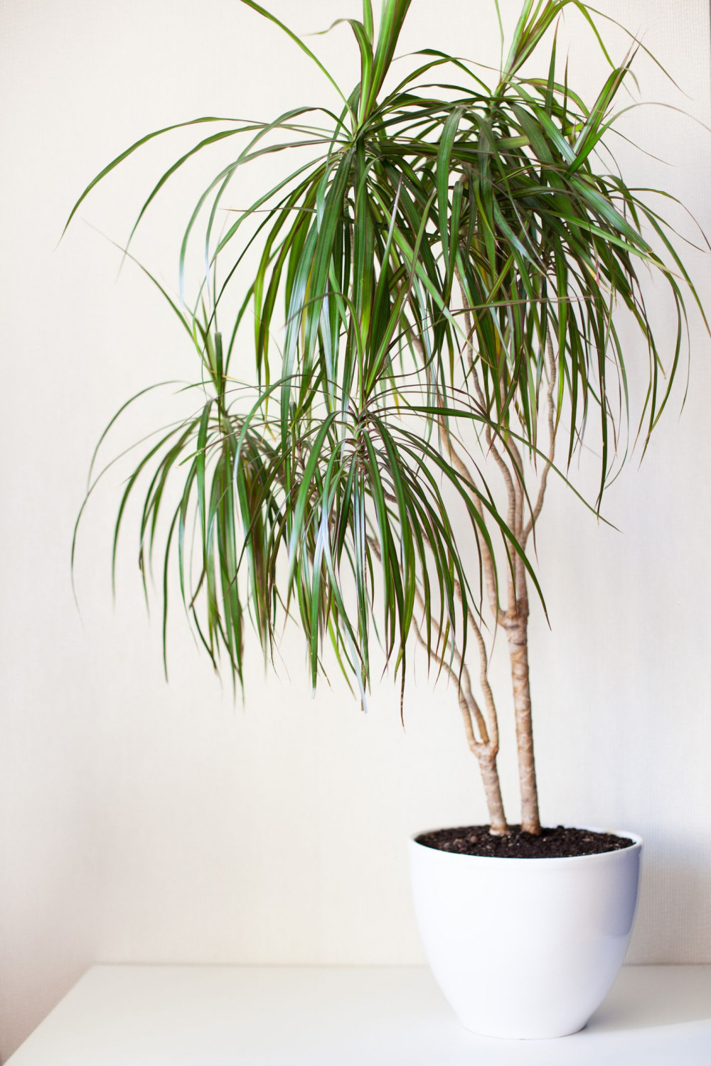 23 Big Houseplants To Make A Bold Statement In Your Living Room - 157