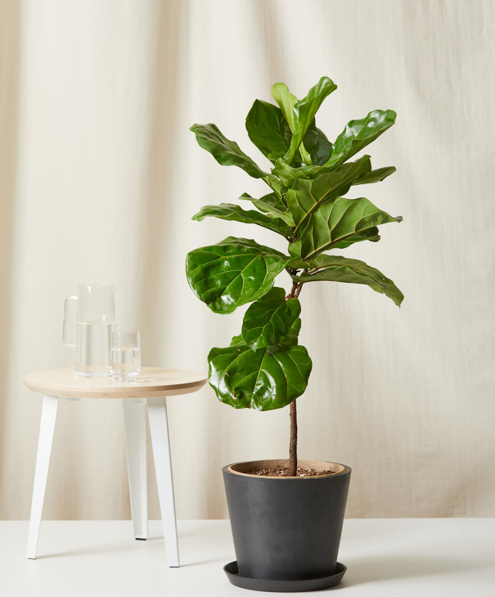 23 Big Houseplants To Make A Bold Statement In Your Living Room - 143