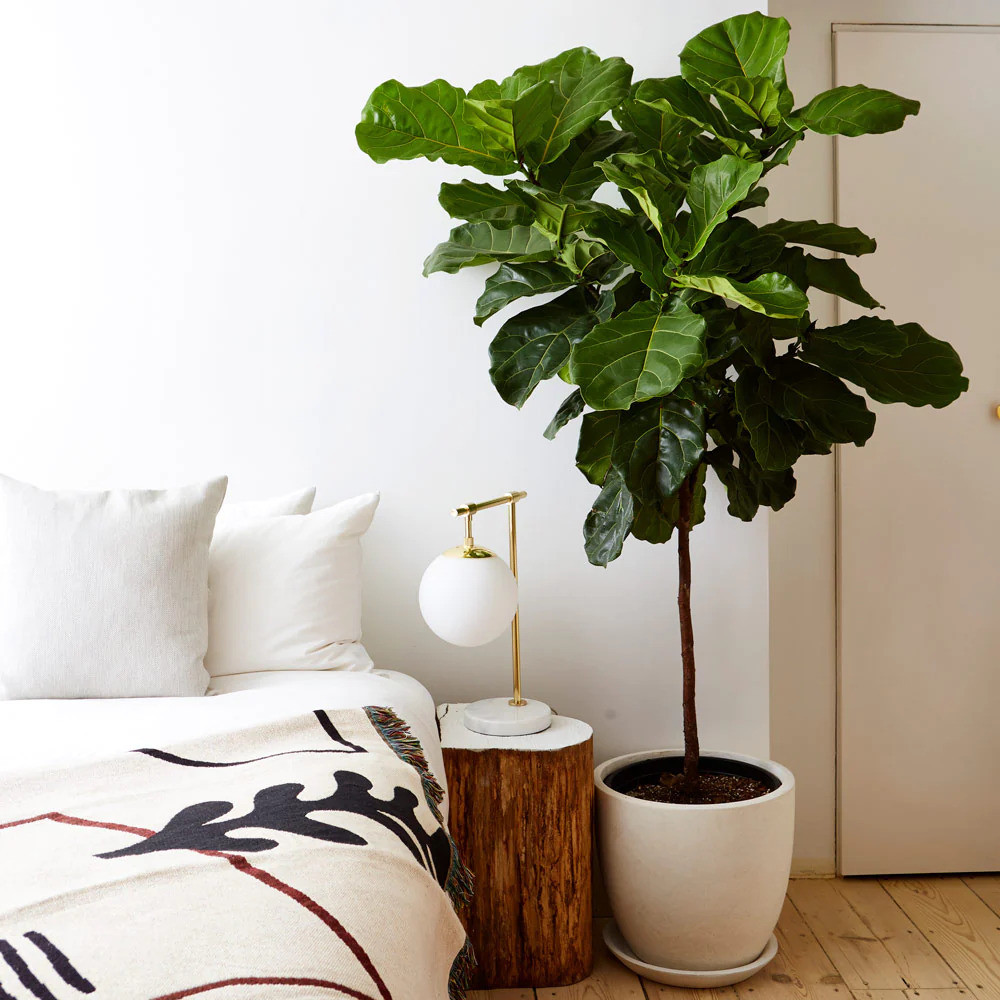 15 Stylish Houseplants To Elevate A Girl's Room - 97
