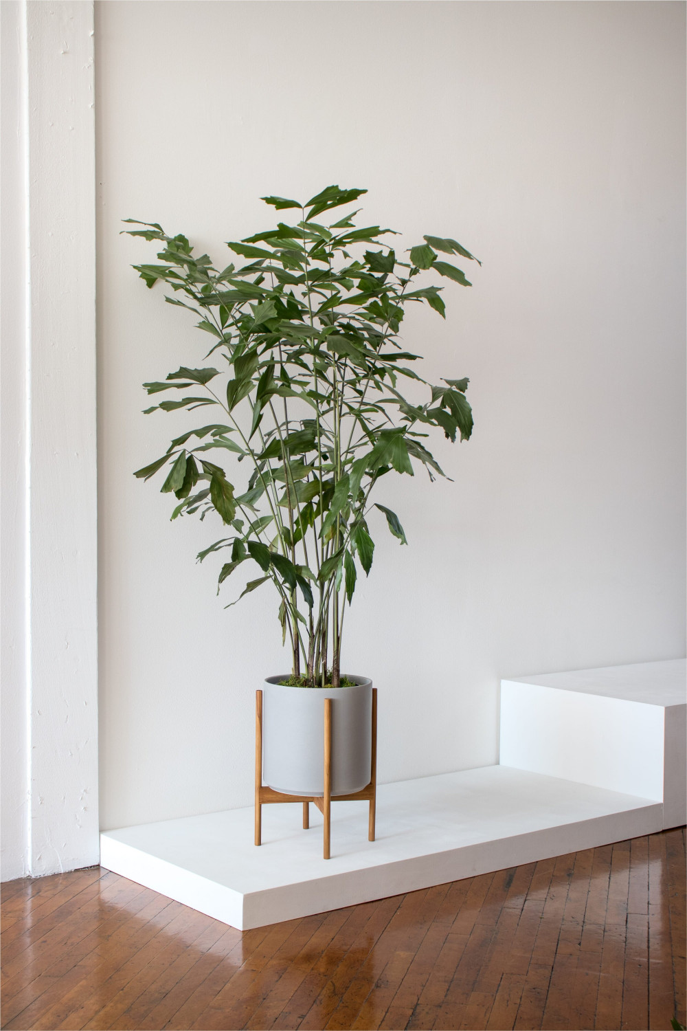 23 Big Houseplants To Make A Bold Statement In Your Living Room - 185