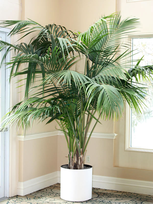 23 Big Houseplants To Make A Bold Statement In Your Living Room - 165