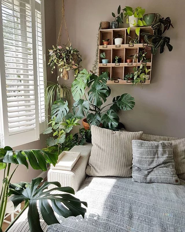 15 Stylish Houseplants To Elevate A Girl's Room - 95