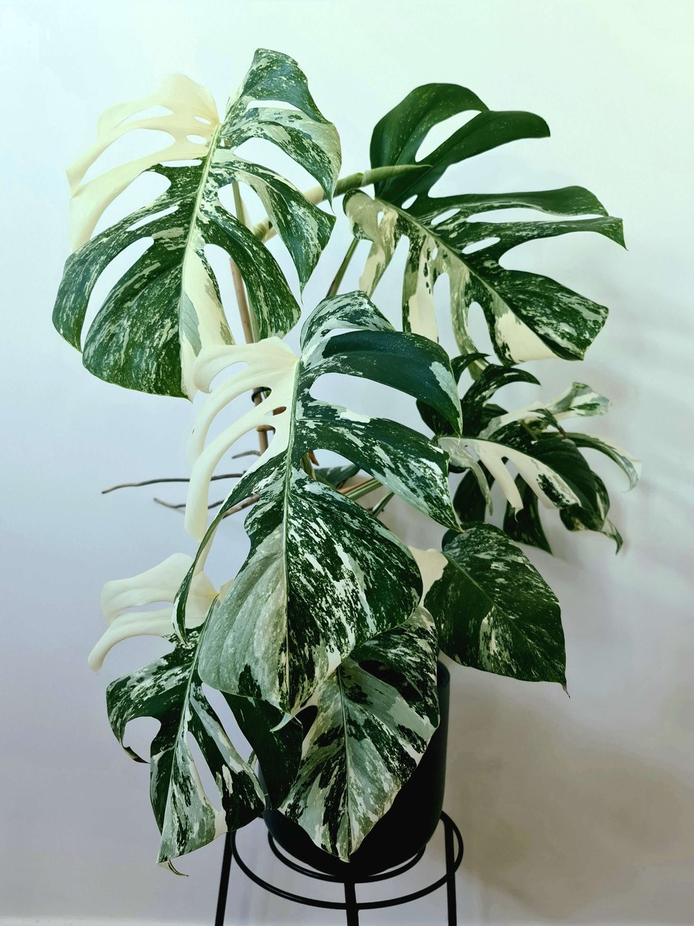 23 Big Houseplants To Make A Bold Statement In Your Living Room - 181