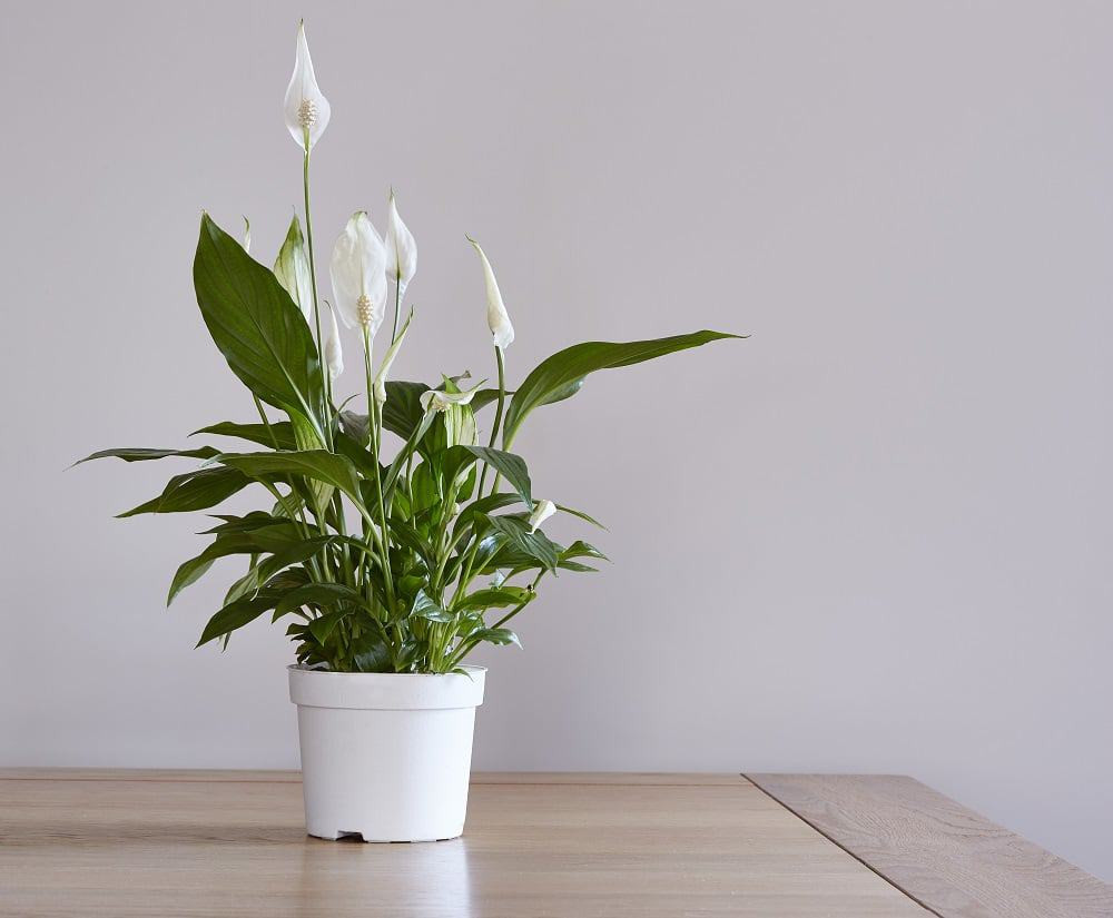 23 Big Houseplants To Make A Bold Statement In Your Living Room - 179