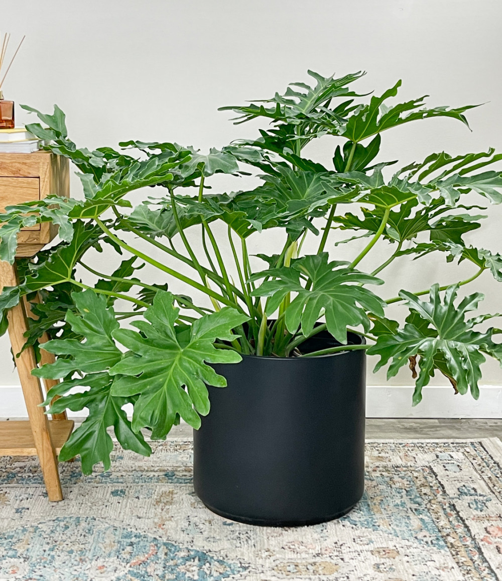 23 Big Houseplants To Make A Bold Statement In Your Living Room - 171