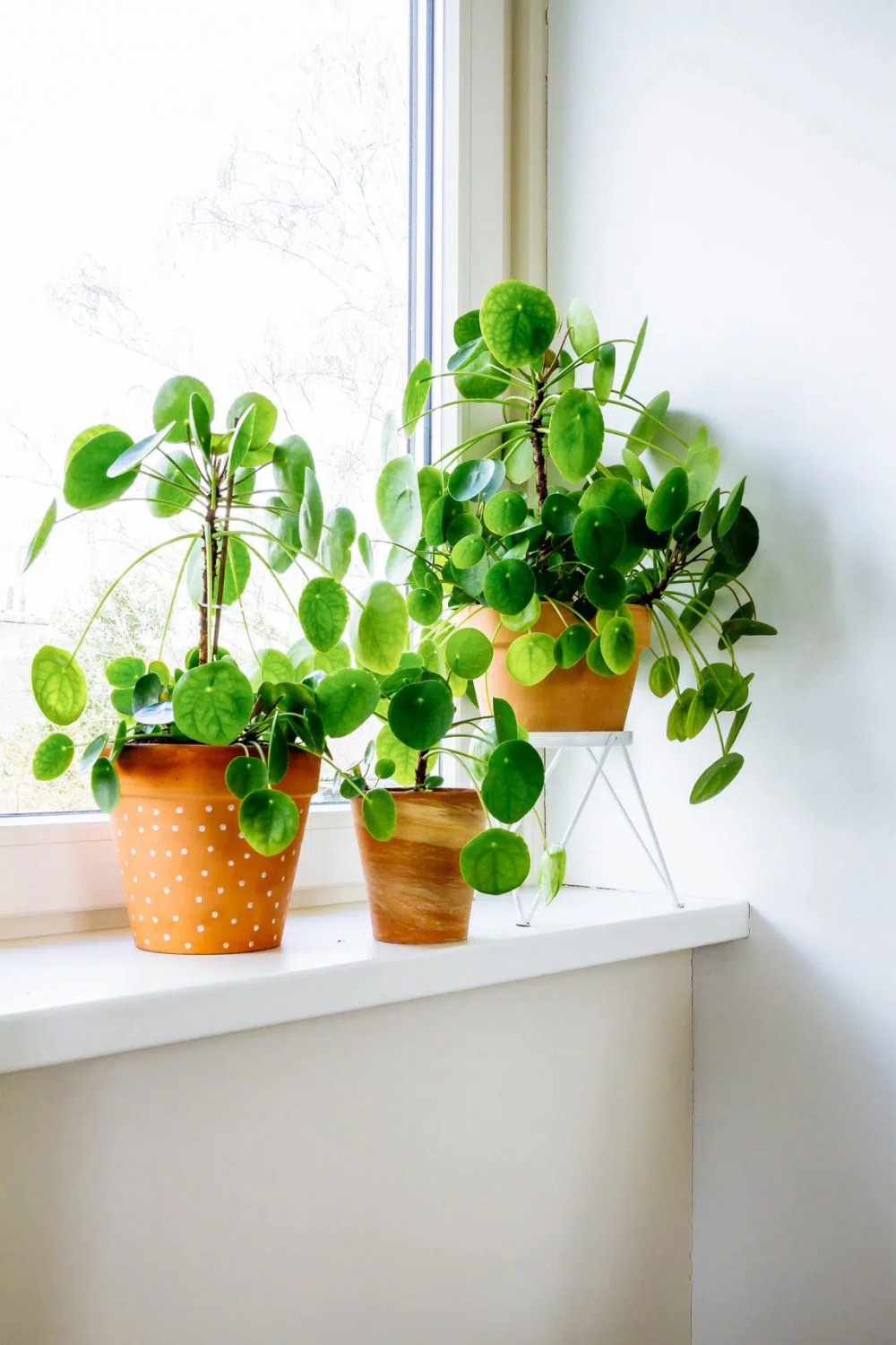 15 Stylish Houseplants To Elevate A Girl's Room - 99