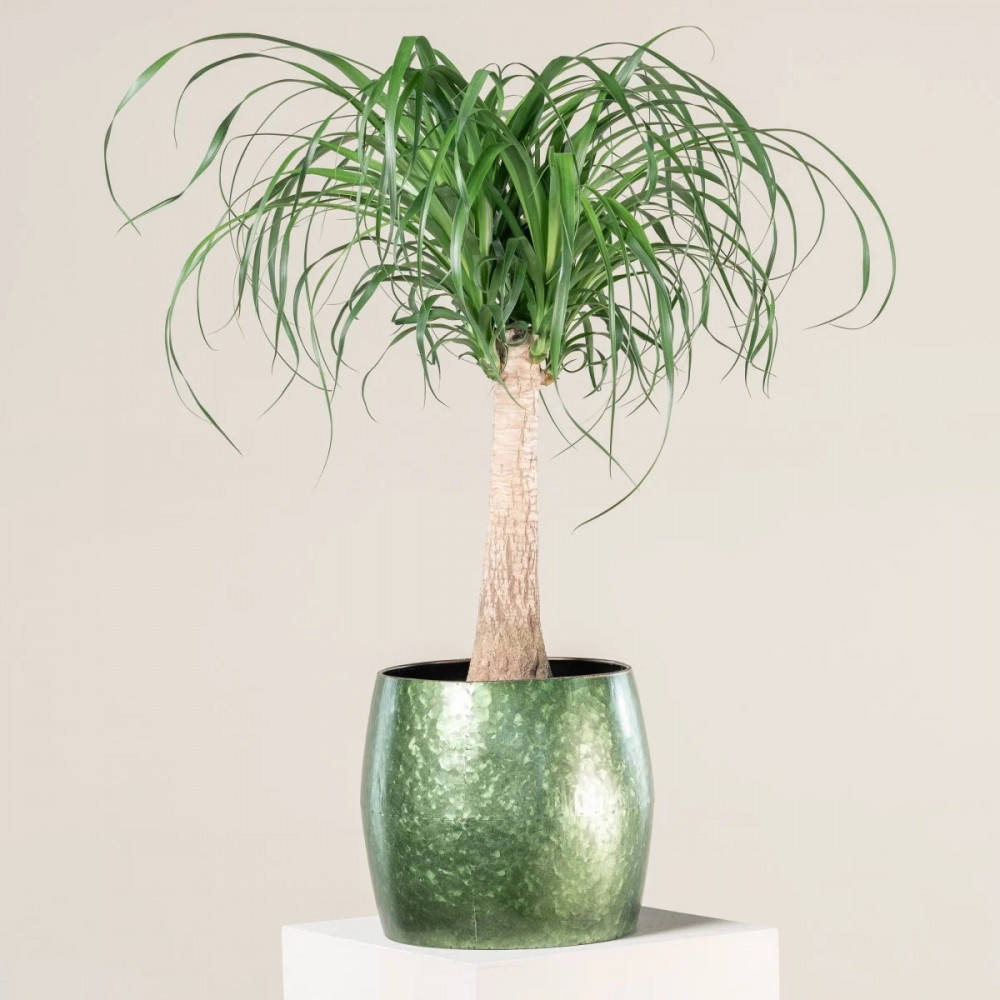 23 Big Houseplants To Make A Bold Statement In Your Living Room - 187